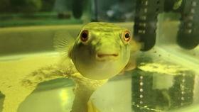 胖头鱼被爆料视频大全,揭秘网络红人幕后真相  第1张